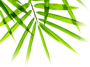 Fern Leaves